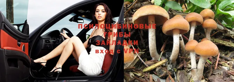 Псилоцибиновые грибы Psilocybe  кракен как зайти  Безенчук 